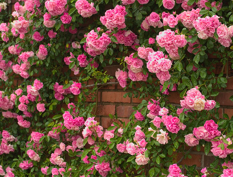 Climbing Rose Guide: How to Grow & Care for These Plants