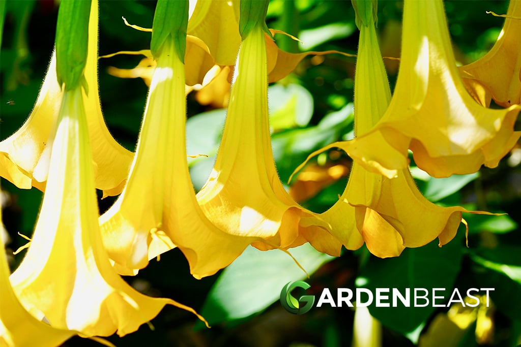 Brugmansia