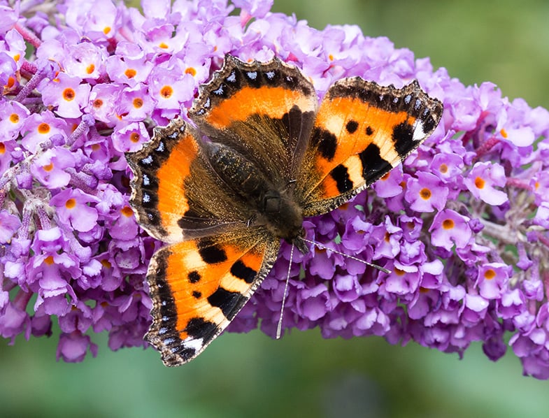 10 Flowering Plants That Attract Butterflies To Your Garden