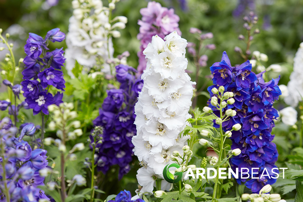 Delphinium Guide: How to Grow & Care for “Larkspur”