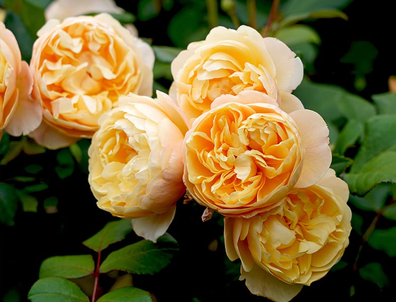 English Roses