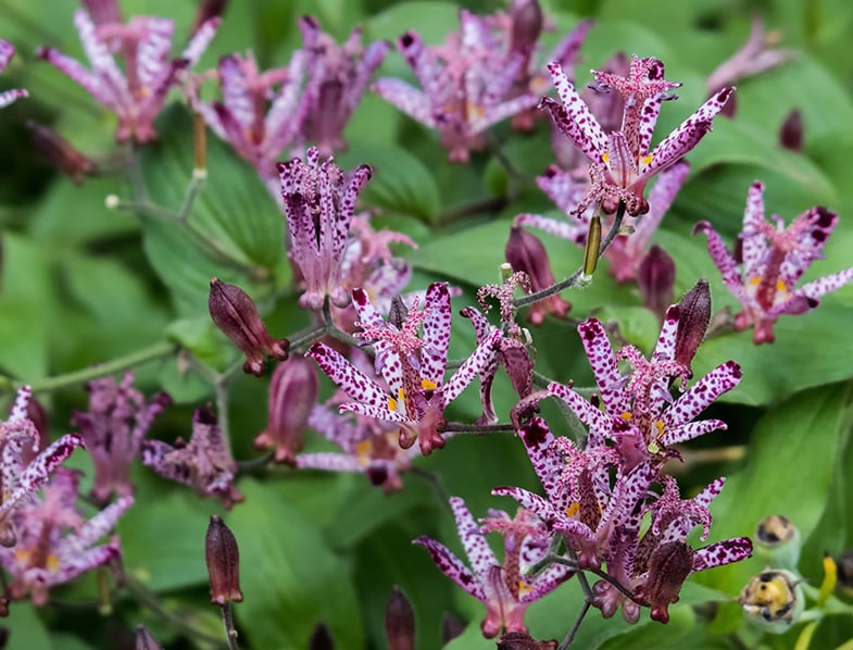 Toad Lily