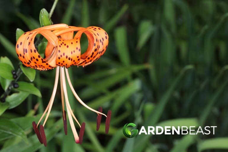 Turk's Cap Lily Guide How to Grow & Care for “Lilium Superbum”