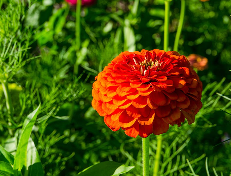 Zinnia Elegans