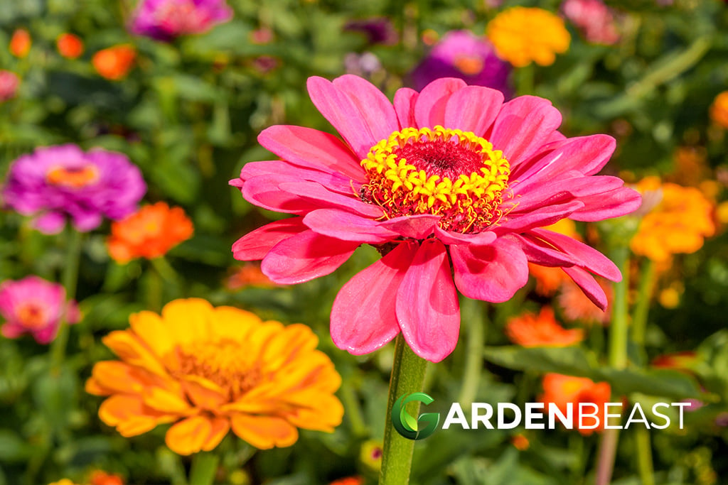 Zinnia Elegans