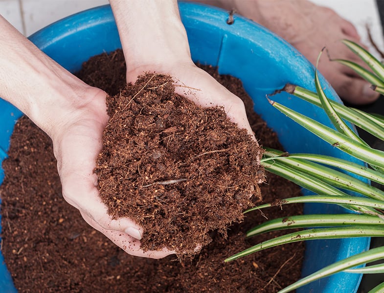 kokos kokos för plantering