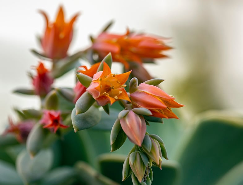 10 Most Beautiful Types of Flowering Succulents: Top Picks  aмp; Growing Tips