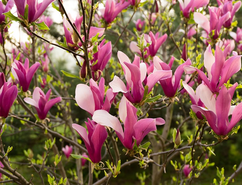 Magnolia Liliiflora Guide How To Grow Care For Lily Magnolia