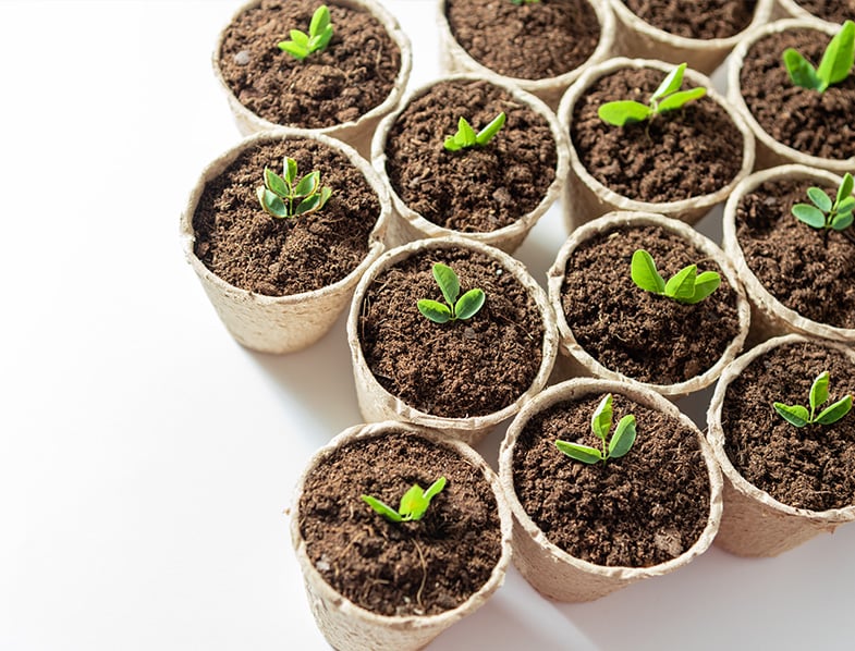  Cultiver dans des pots à base de Coco 