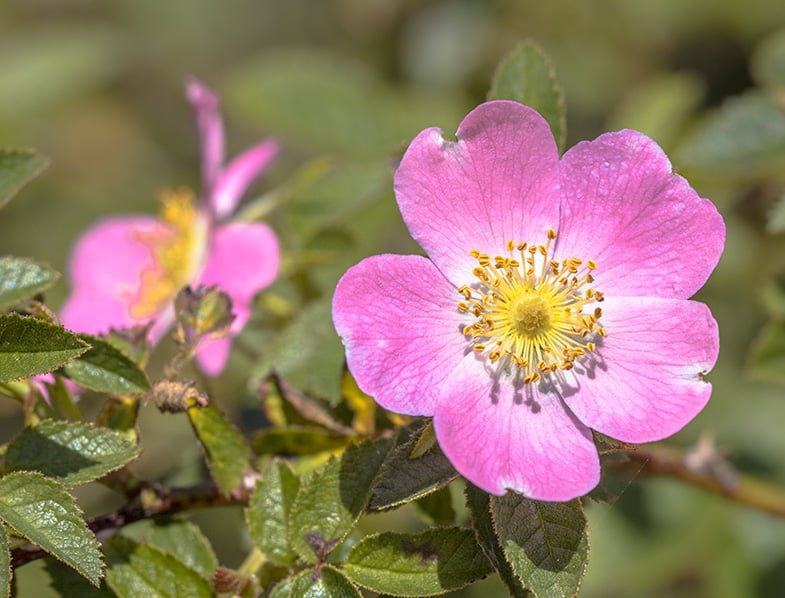 a dog rose meaning