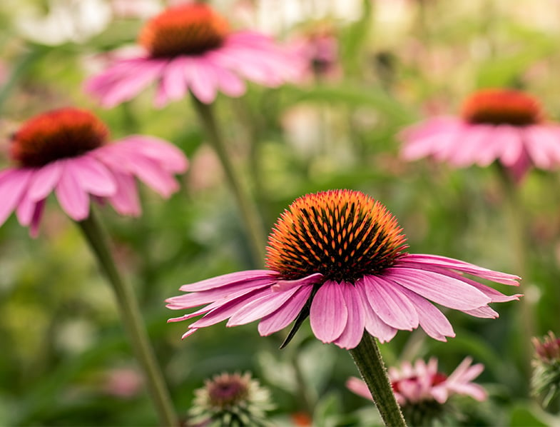 Echinacea Guide: How to Grow & Care for “Coneflower”