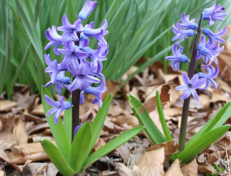 Hyacinth Guide How To Grow And Care For Hyacinthus Orientalis