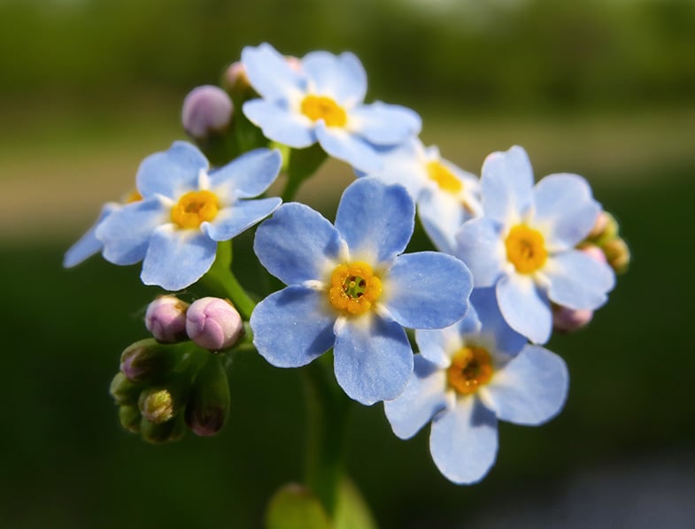 Myosotis Scorpioides Guide How To Care For Water Forget Me Not