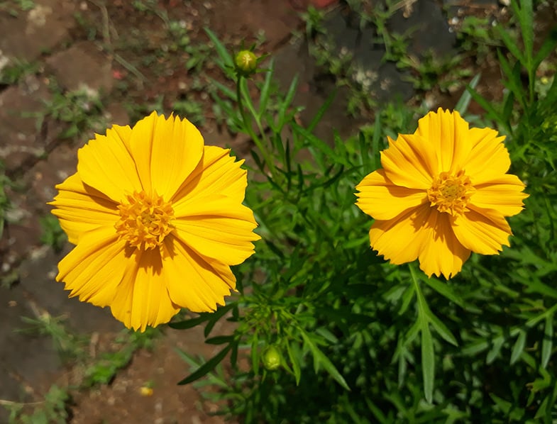 Cosmos Sulphureus Guide How To Grow And Care For “yellow Cosmos”