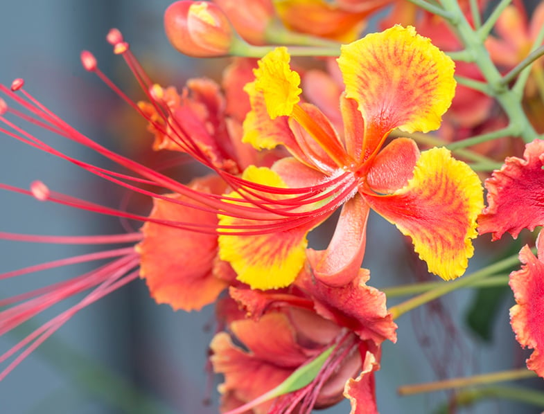 caesalpinia pulcherrima flower