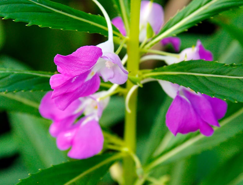 Impatiens Balsamina Guide How to Grow & Care for “Balsam Flowers”