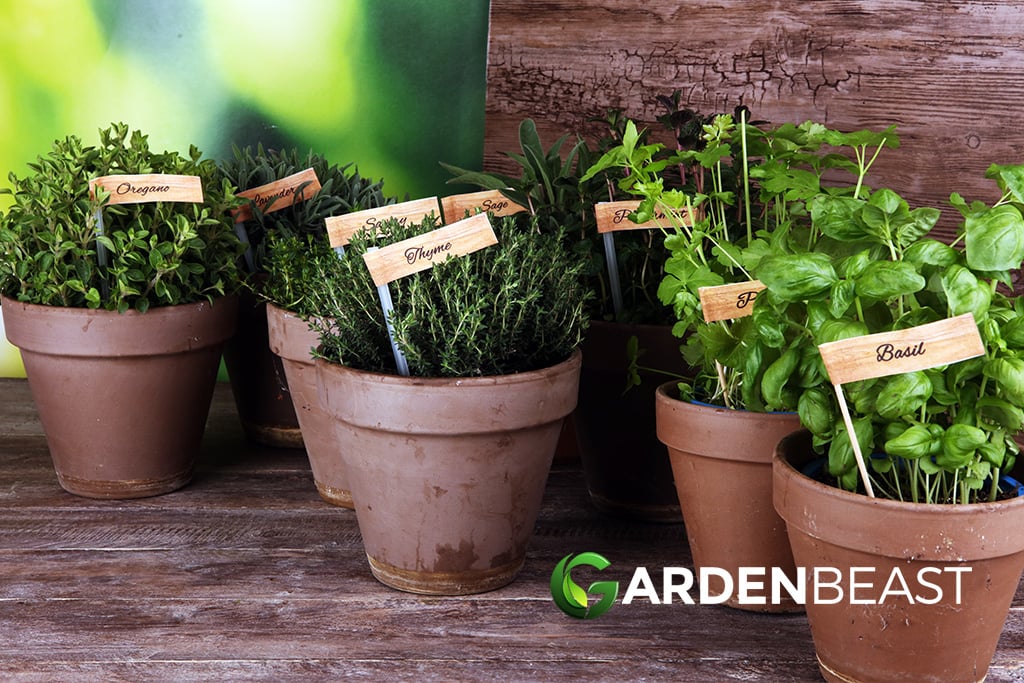 Herb Garden Ideas