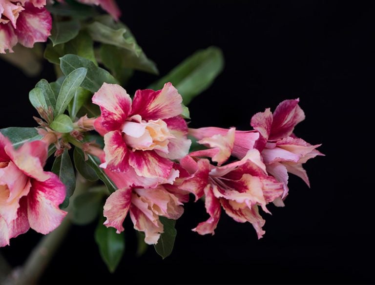 Desert Rose Guide: How to Grow & Care for 