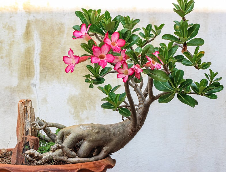 Desert Rose Guide: How to Grow & Care for 