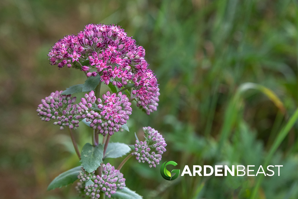 Hylotelephium triphyllum