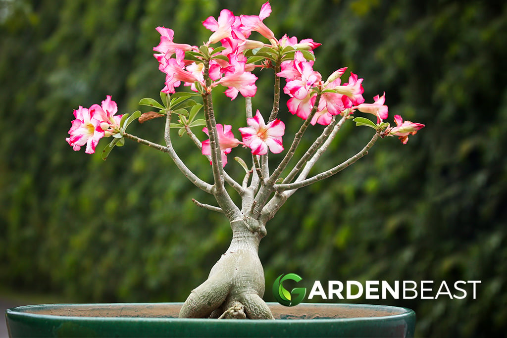 Desert Rose Guide How to Grow & Care for "Adenium Obesum"