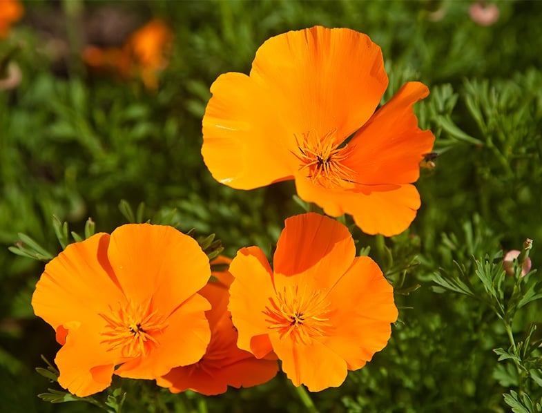 California Poppy Guide How to Grow & Care for “Eschscholzia Californica”