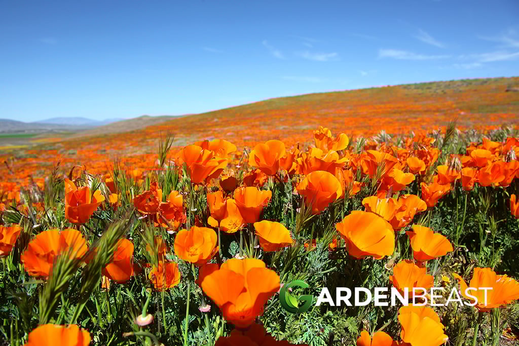 California Poppy Guide: How to Grow & Care for “Eschscholzia Californica” California Poppy