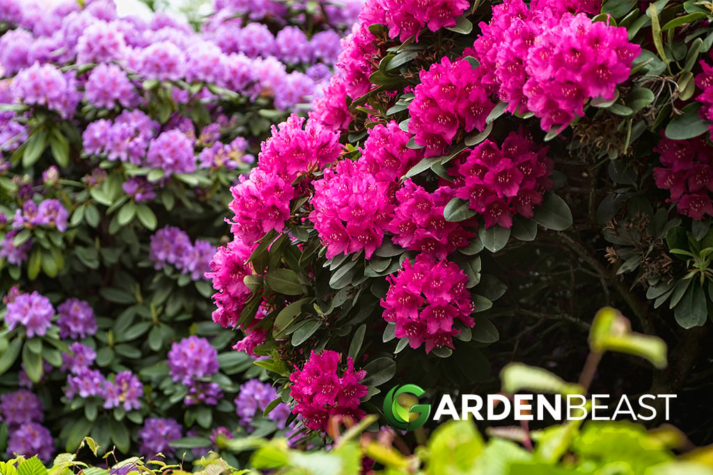 Rhododendron Bush