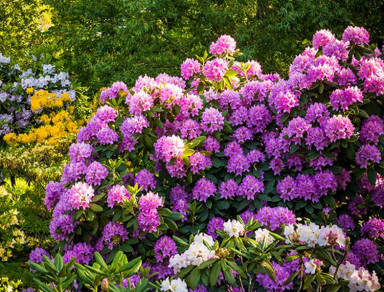 Infants Rhododendron Rhododendron Guide: How to Grow & Care for this Flowering Shrub