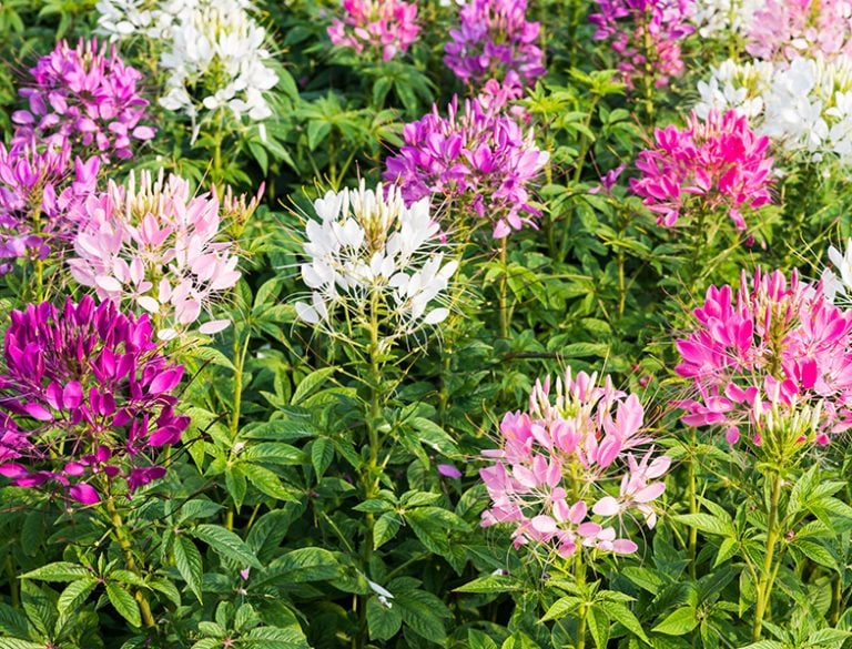 Spider Bloom Cleome Guide: How to Grow & Care for “Spider Flowers”