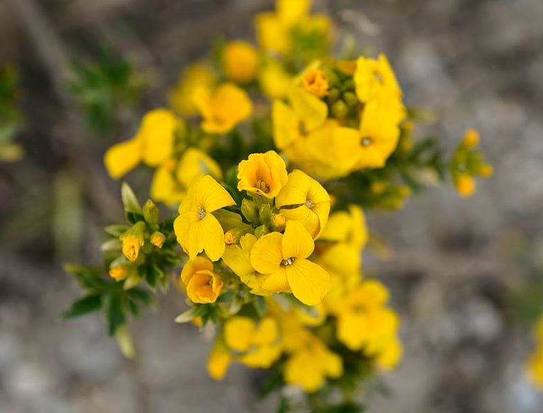 Erysimum Guide How To Grow Care For Wallflower