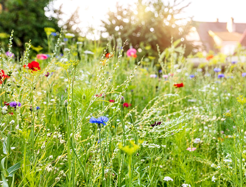 Wildflower Meadows Guide: Plants to Grow & How to Get Started