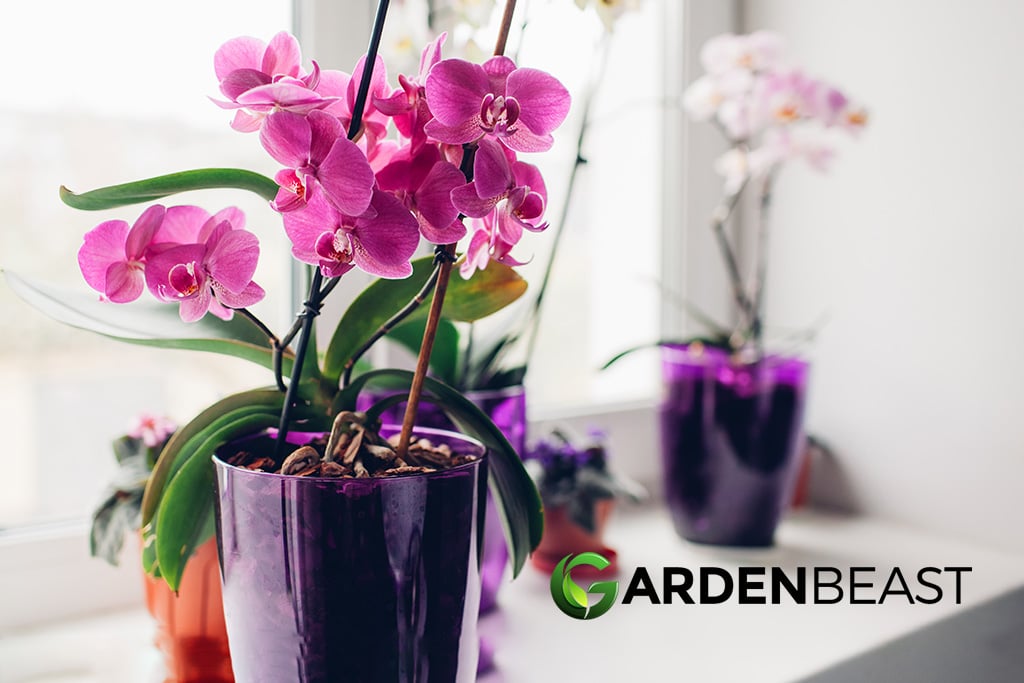 Orchids Guide: How to Grow & Care for “Orchidaceae”