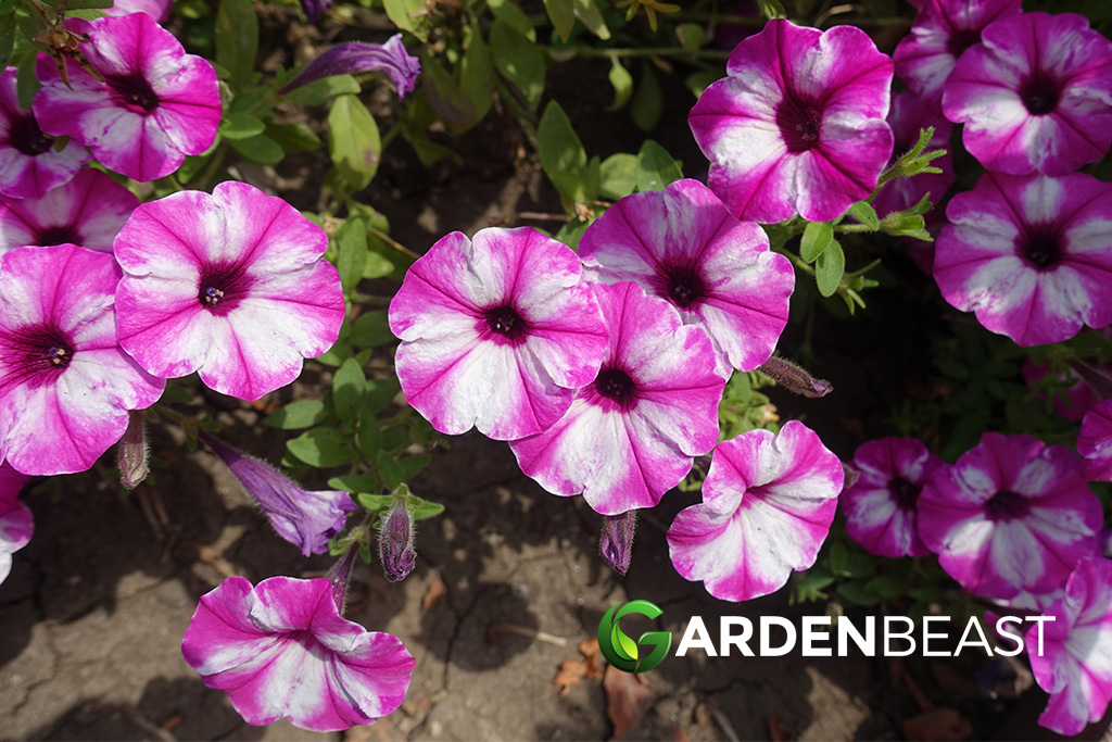 Petunia Guide: How to Grow & Care for These Flowers Petunia