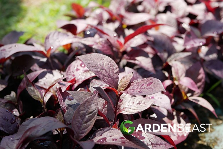 Alternanthera Plants Guide How to Care for ???Joseph???s Coat??? or ???Joyweed???