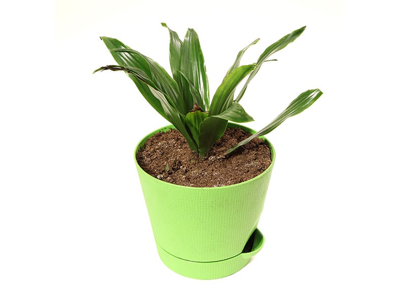 Aspidistra Elatior