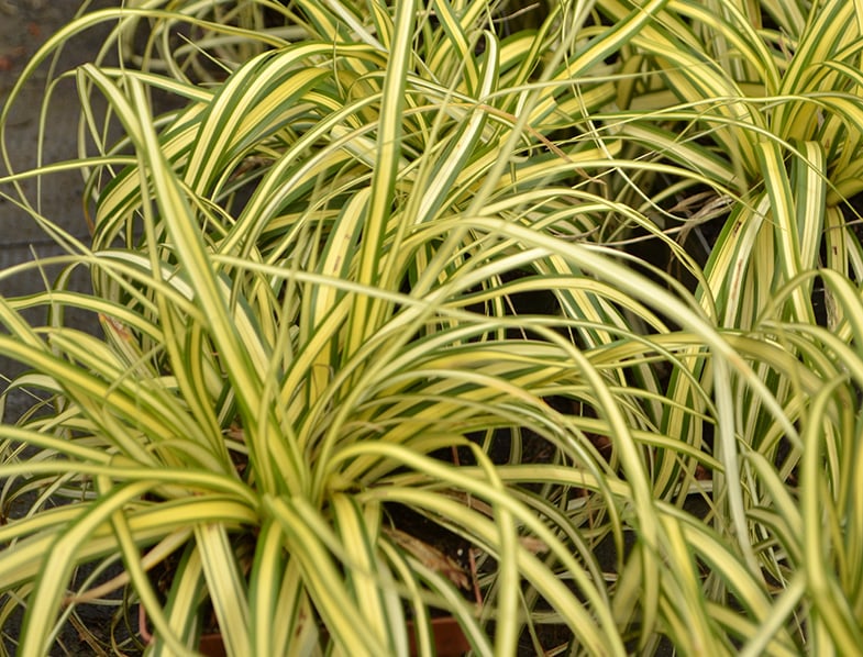 Carex morrowii