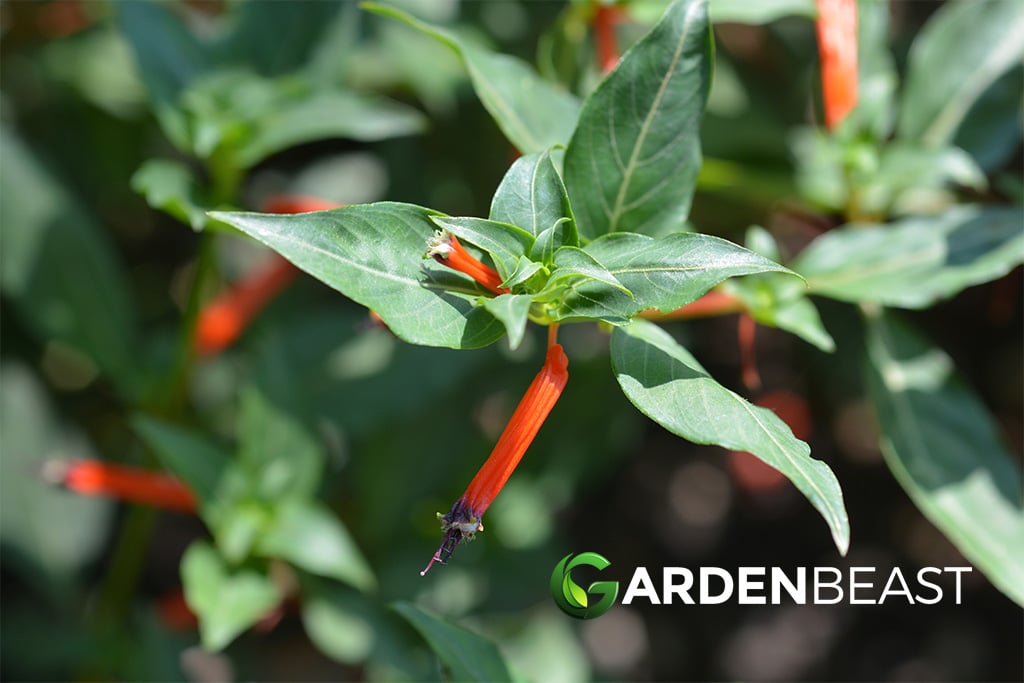 Cigar Plant Guide: How to Grow & Care for “Cuphea Ignea” Cigar Plant
