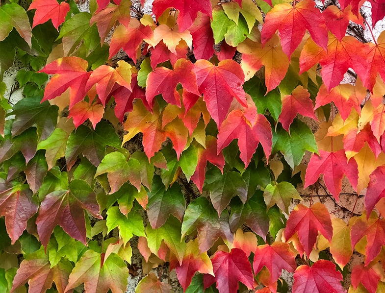 Boston Ivy Guide: How to Grow & Care for “Parthenocissus Tricuspidata”