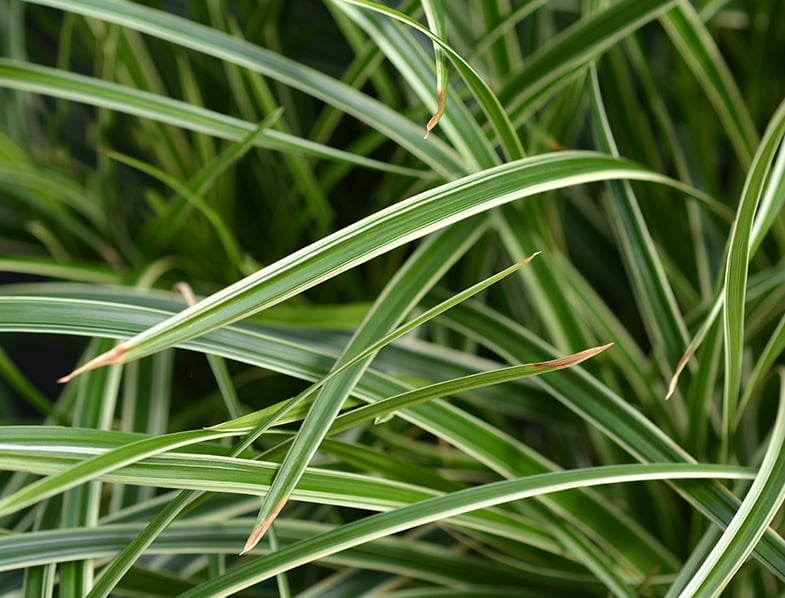 Japanese Sedge Leaves