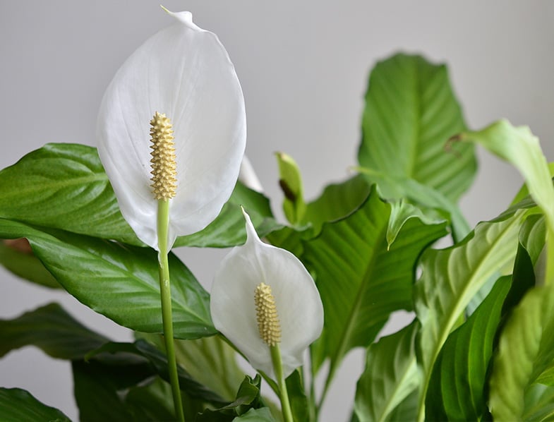 flor de lirio de la paz