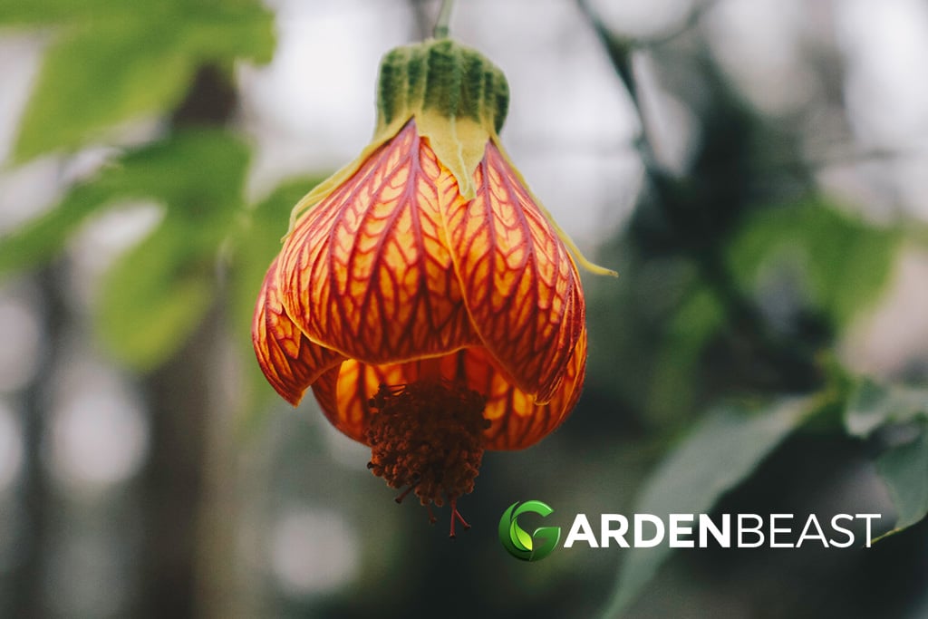 Abutilon Plants