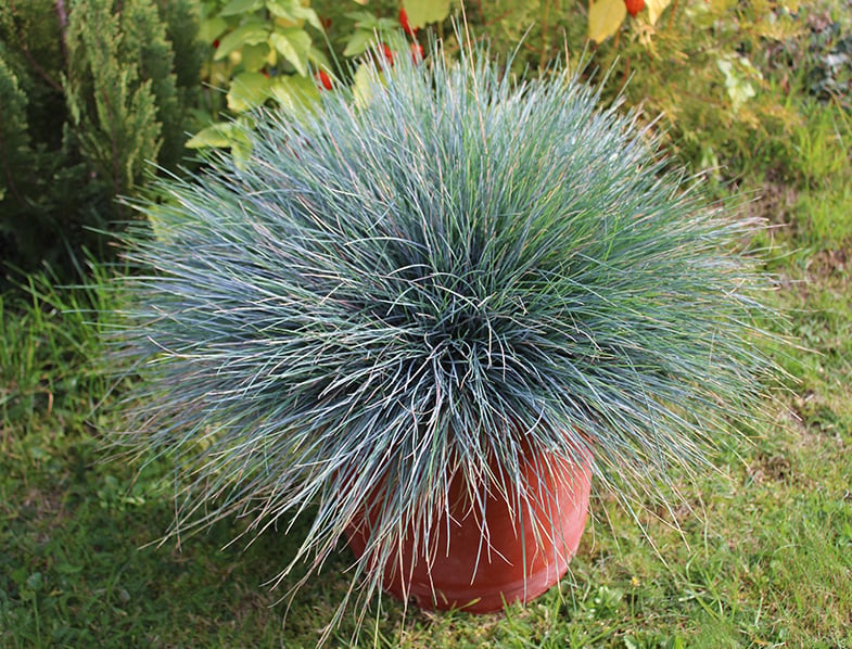 24+ Blue Fescue Companion Plants