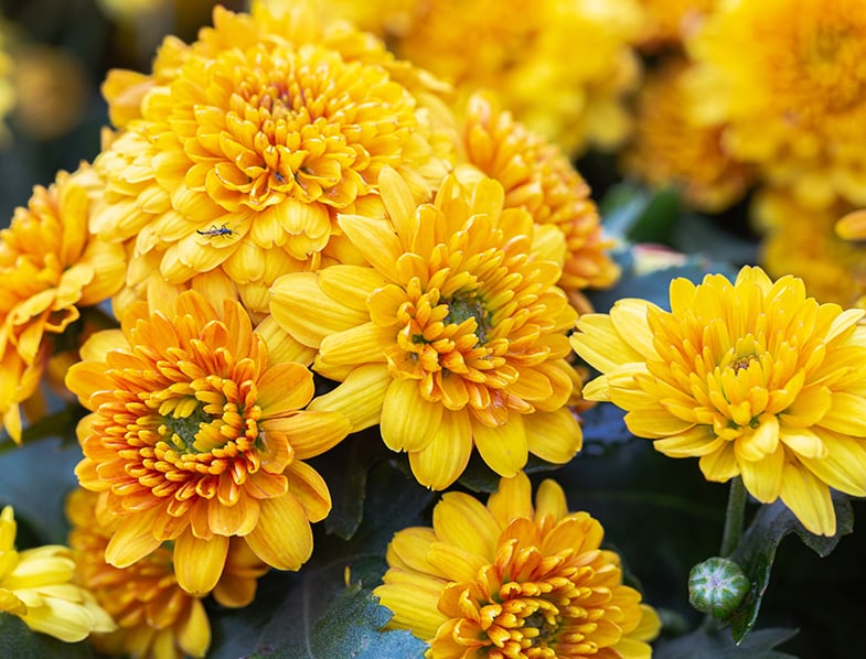 Chrysanthemums