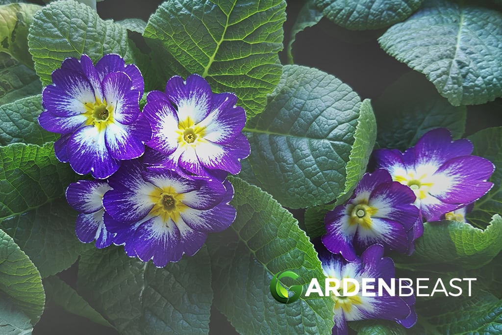 Image of Primroses companion plant for ranunculus