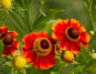 Helenium autumnale Guide: How to Care for “Common Sneezeweed”