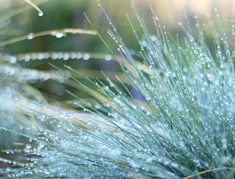 Festuca Glauca