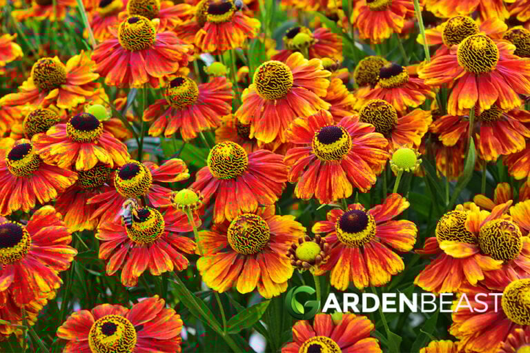 Helenium autumnale Guide: How to Care for “Common Sneezeweed”
