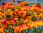Helenium autumnale Guide: How to Care for “Common Sneezeweed”