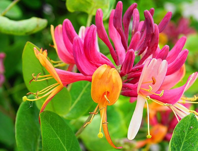 How to Care for Honeysuckle Vine - Back Gardener